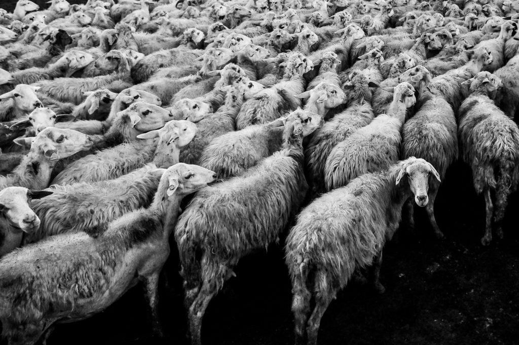 many sheep jammed together