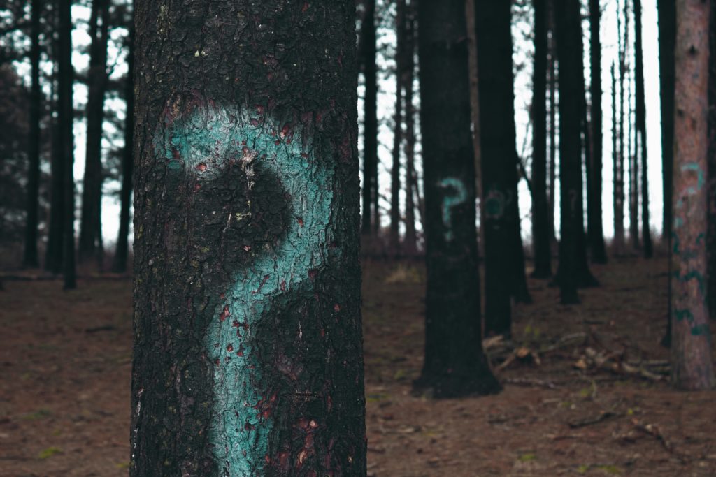 question marks painted on tree trunks in a forest