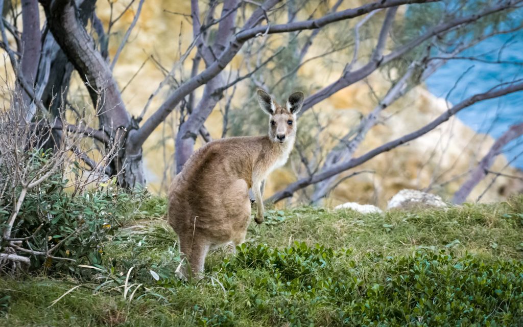 Kangaroo standing in a clearing