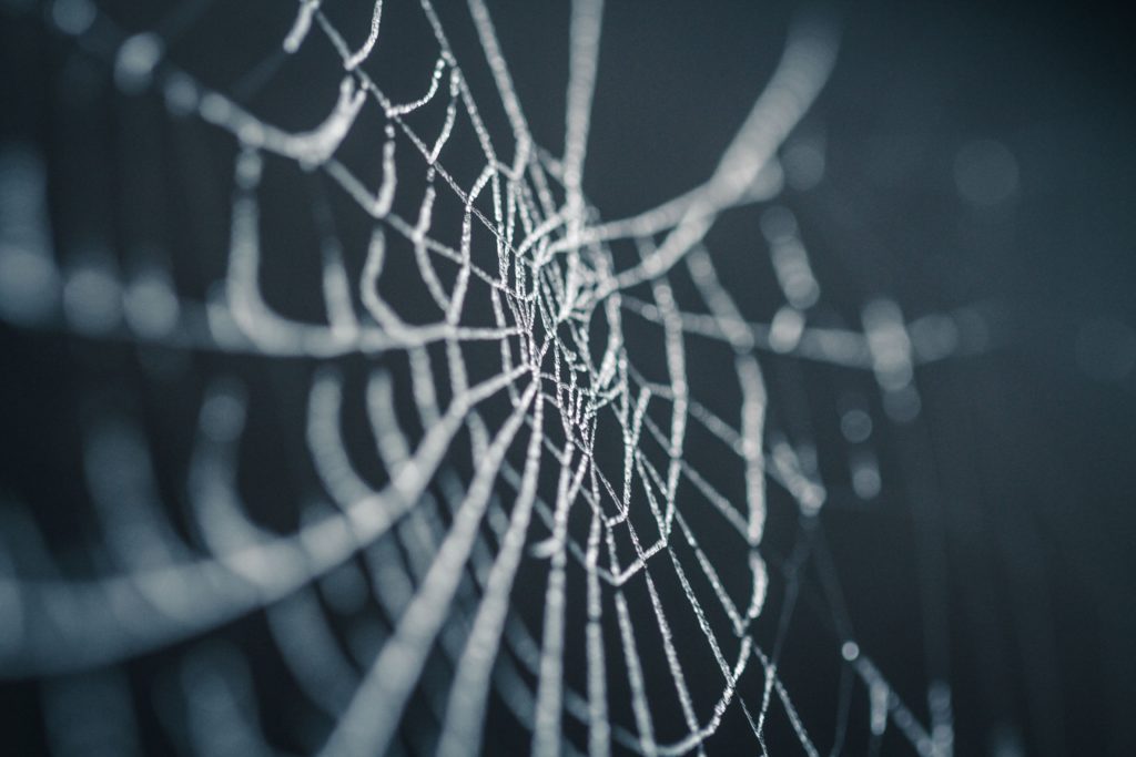 spider web covered in dew
